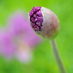 Zier-Lauch (Allium 'Purple Sensation') Knospe