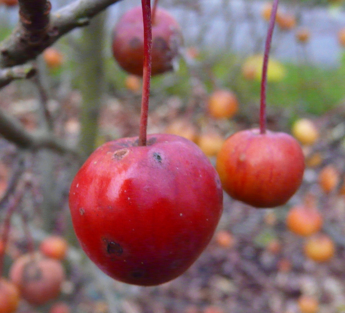 Zieräpfel