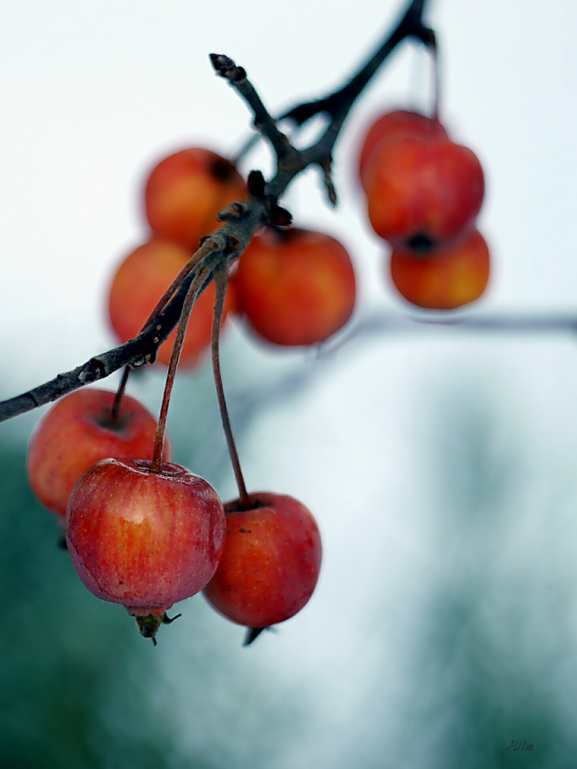 "Zieräpfel " 