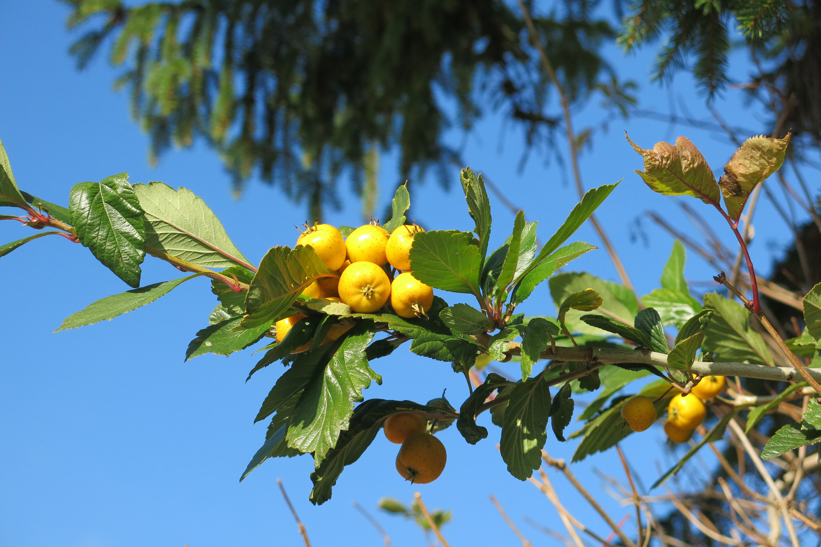 Zieräpfel