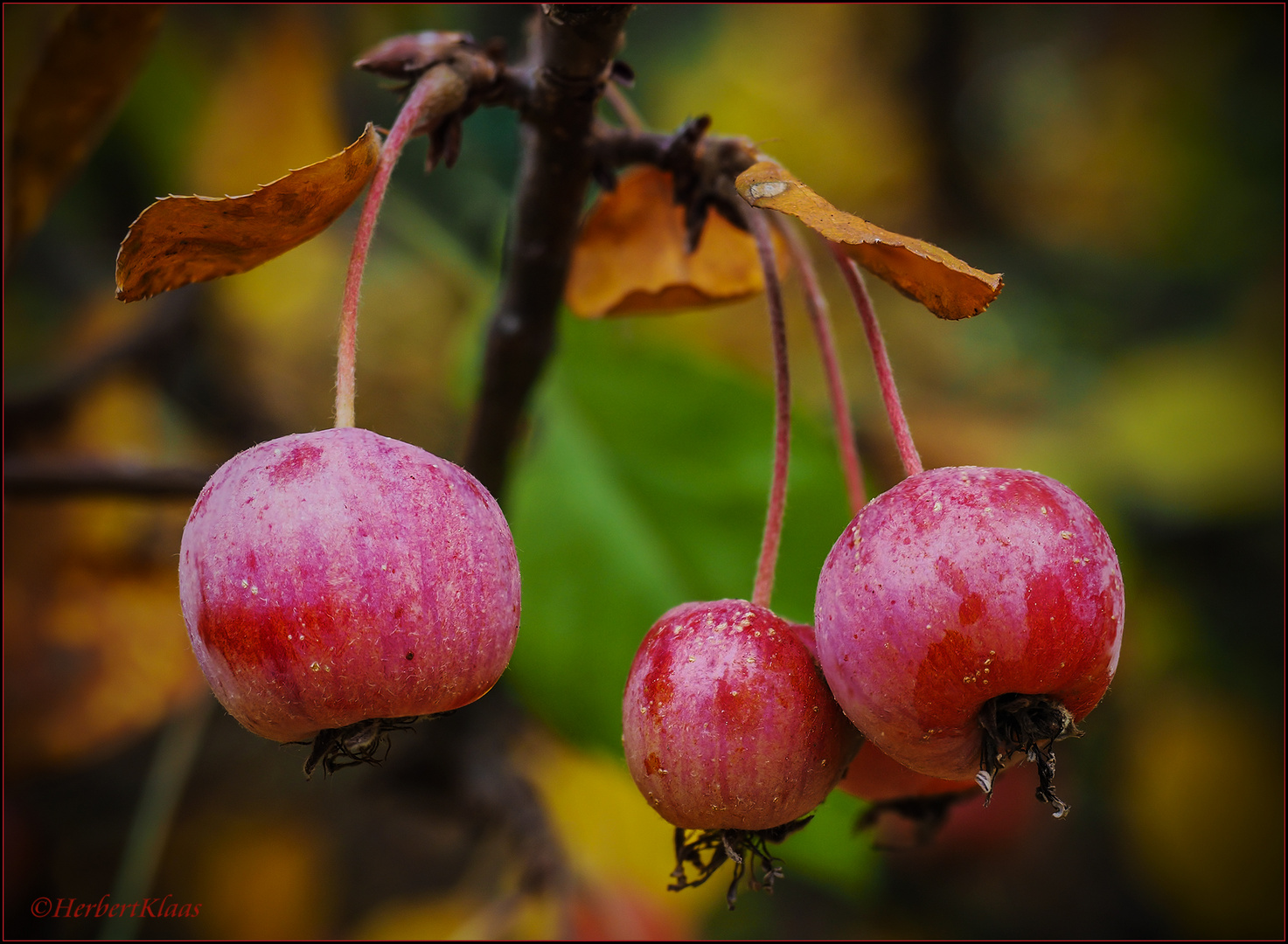 Zieräpfel 