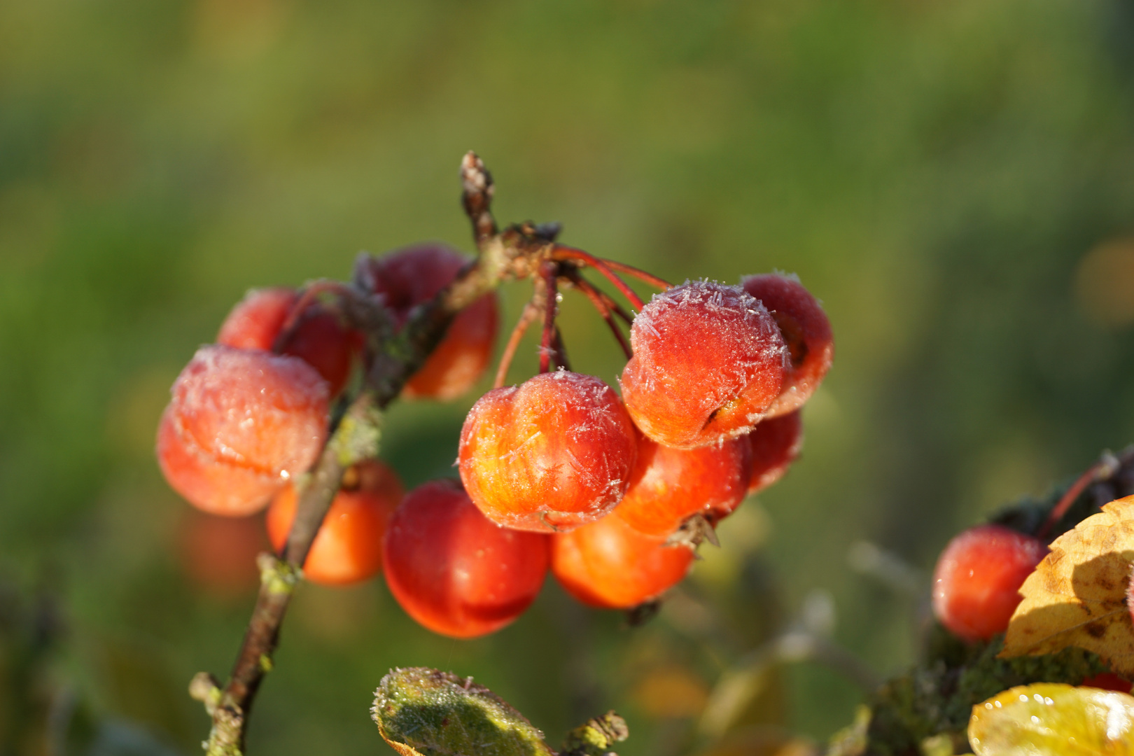 Zieräpfel im November