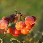 Zieräpfel im November