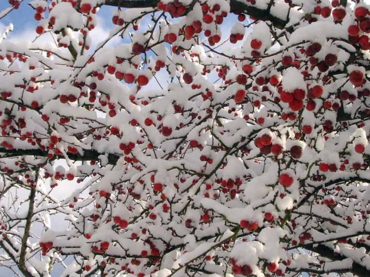 Zieräpfel im Winter