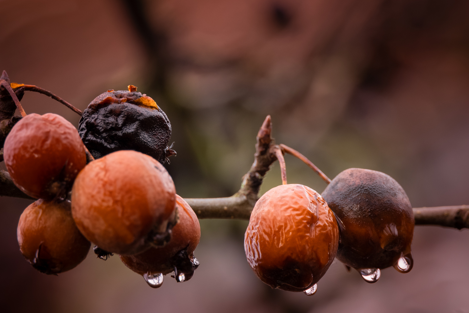 Zieräpfel im Winter