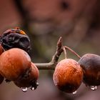 Zieräpfel im Winter