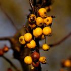 Zieräpfel leuchten im Garten im November