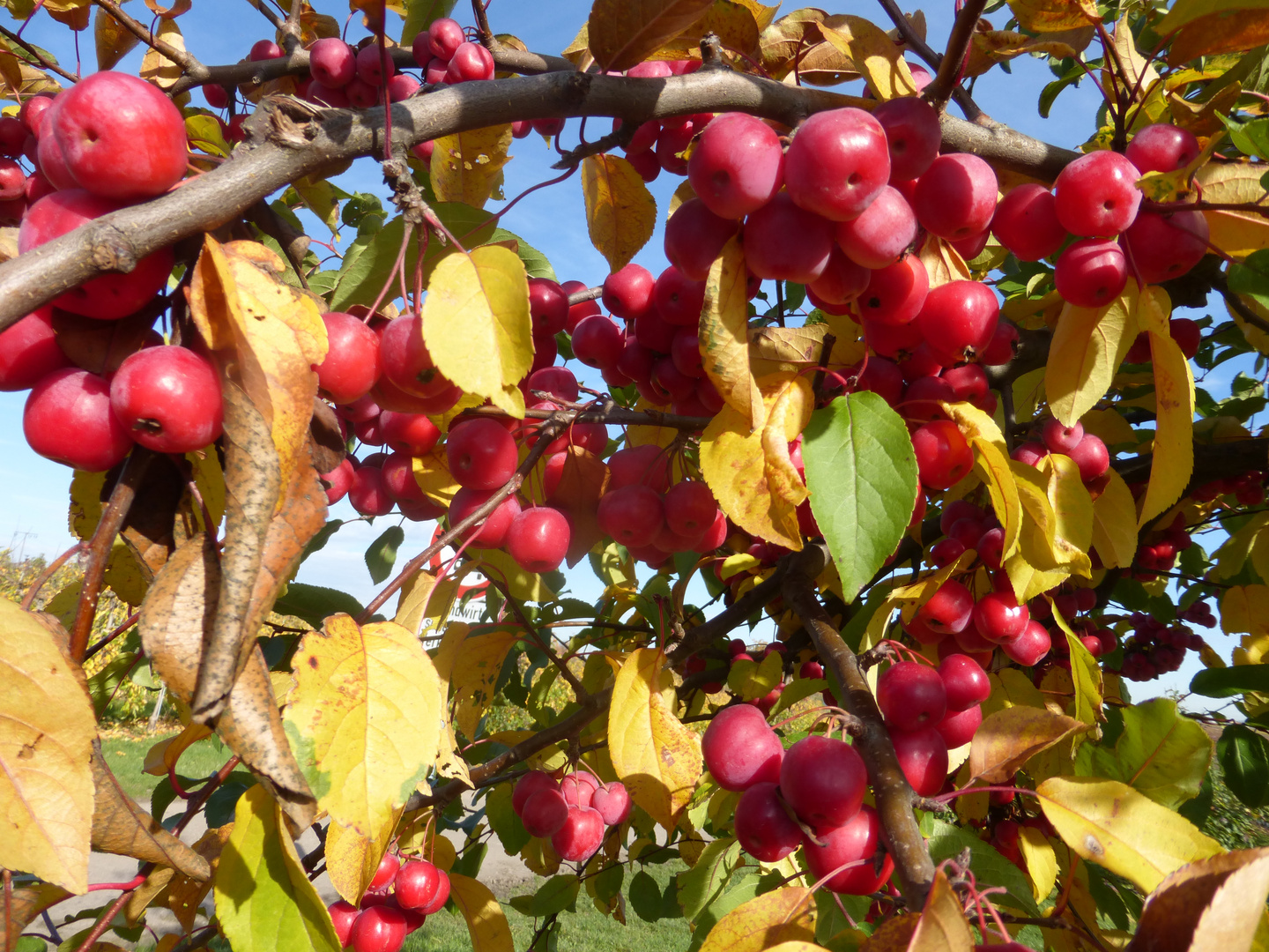 Zierapfel