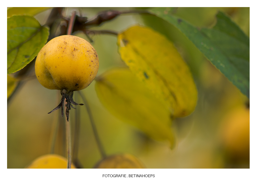 ZIERAPFEL