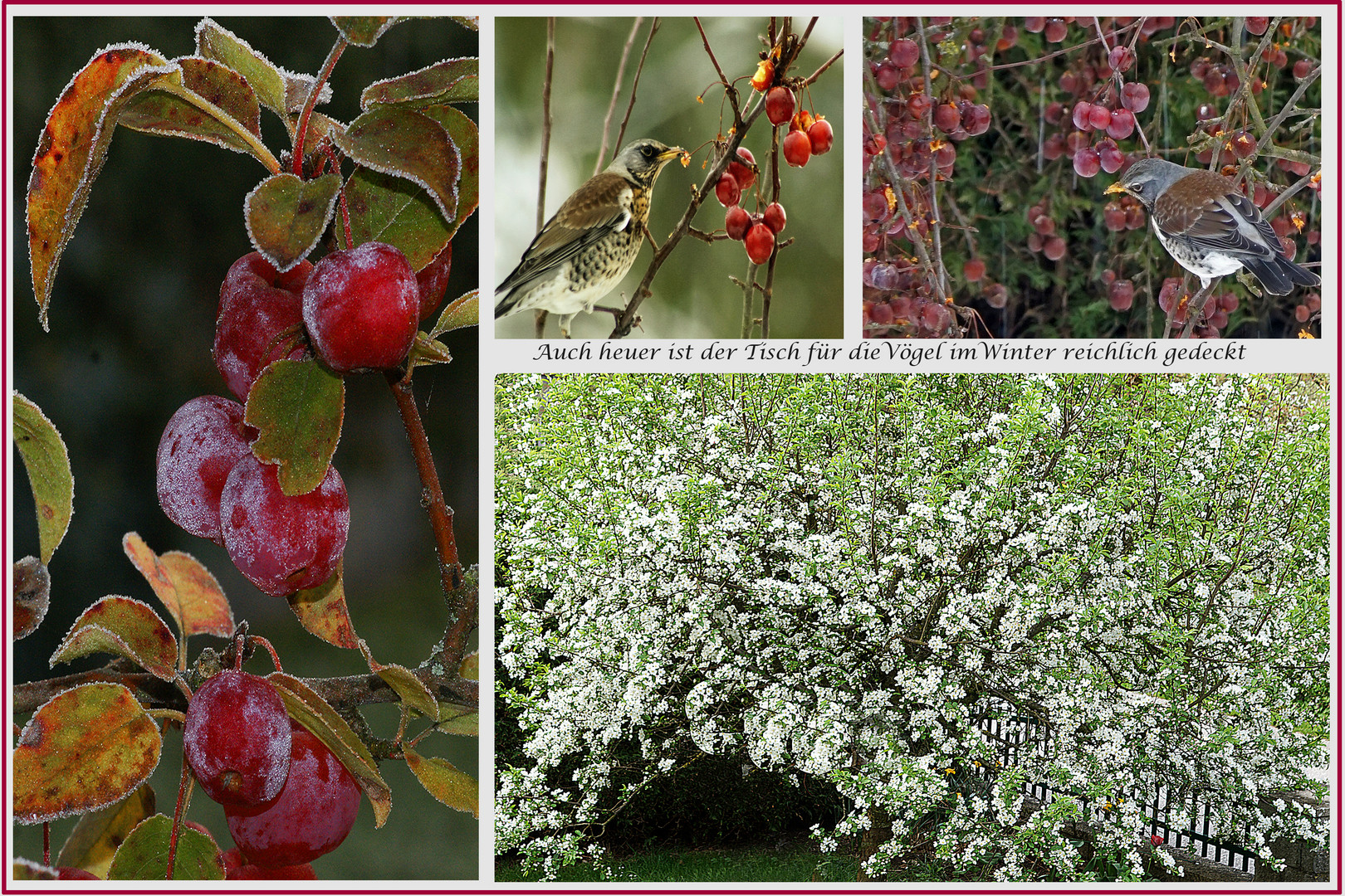 Zierapfel  als Vogelfutter 