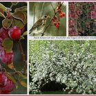 Zierapfel  als Vogelfutter 