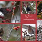 Zierapfel-Baum als Vogelfutter