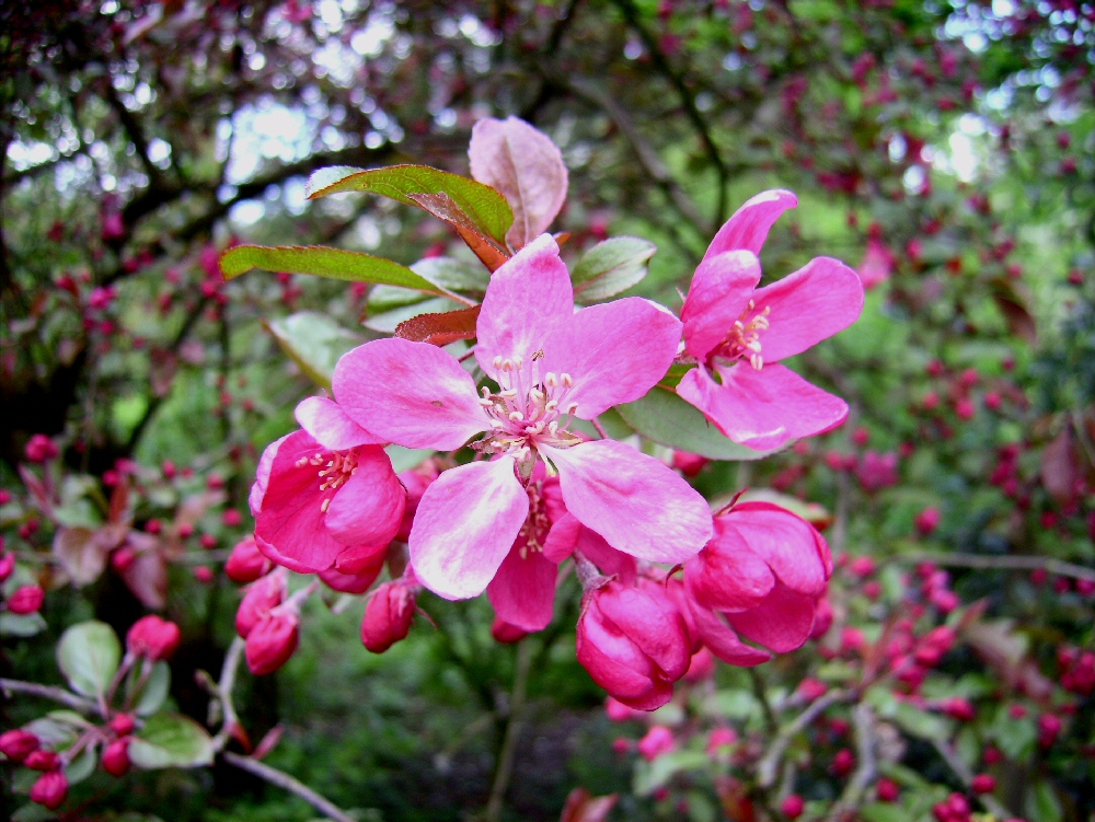 Zierapfel-Blüte