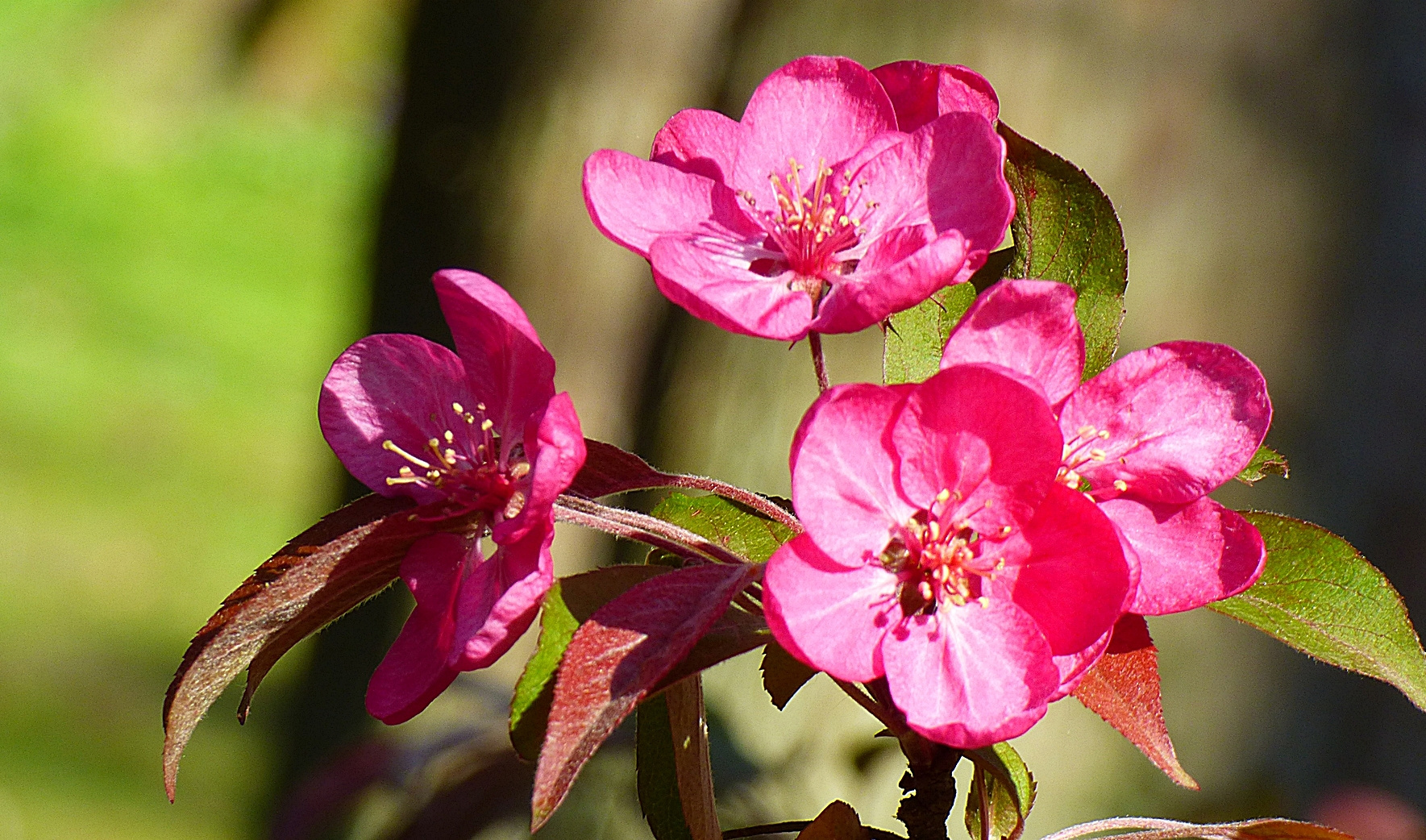 Zierapfel-Blüten . . .