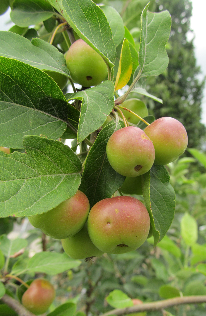 Zierapfel Butterball ...........