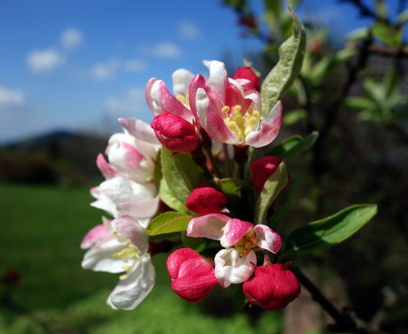 Zierapfel