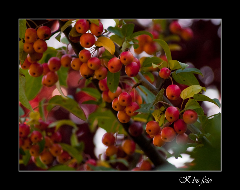 Zierapfel