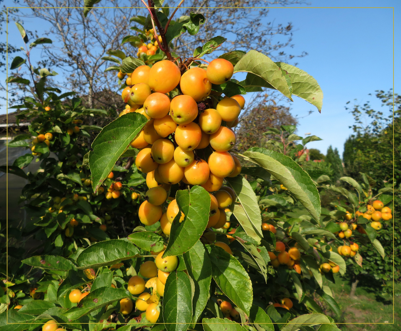  Zierapfel 'Golden Hornet'