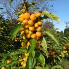  Zierapfel 'Golden Hornet'