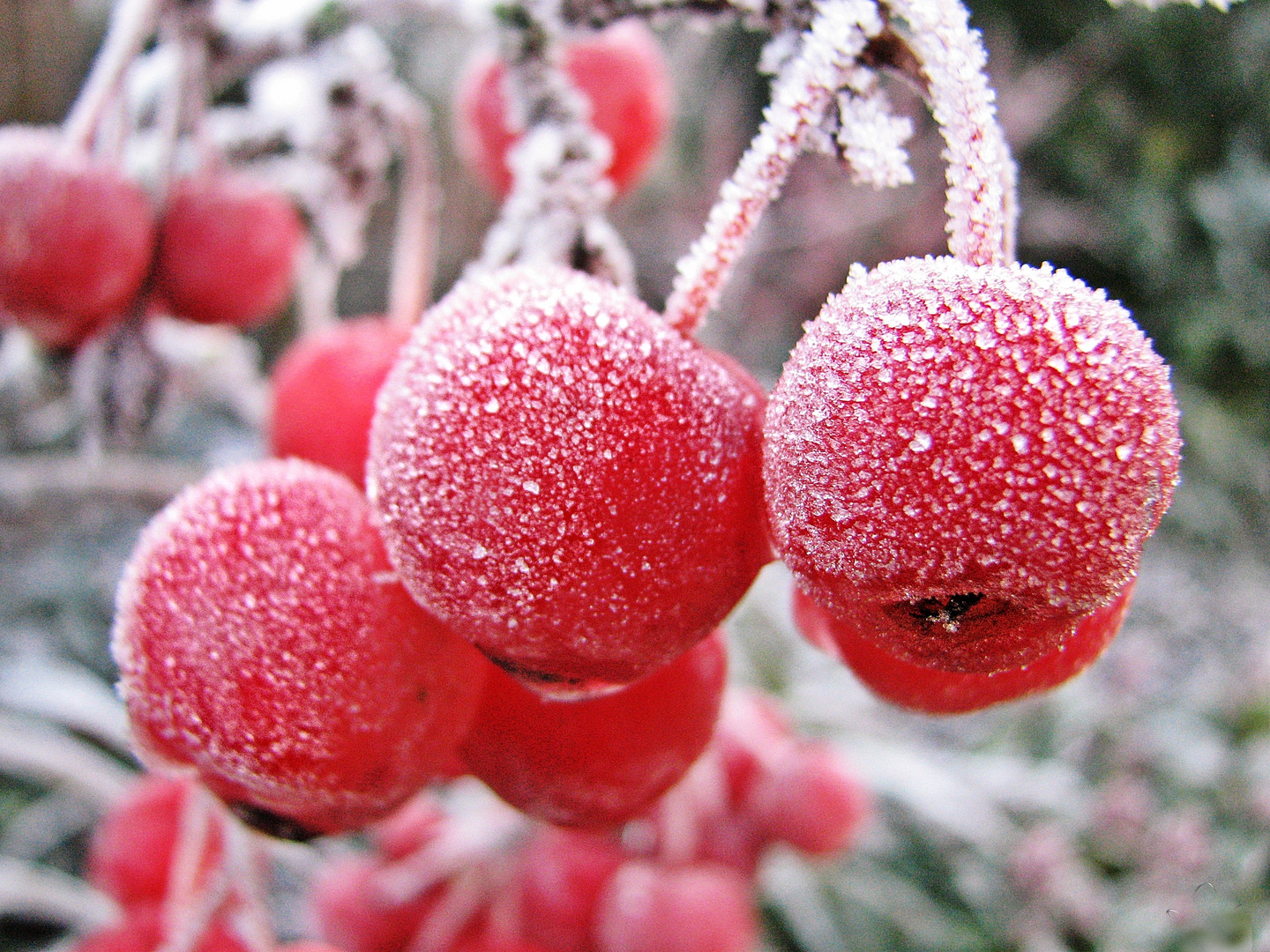 Zierapfel im Frost