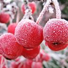 Zierapfel im Frost