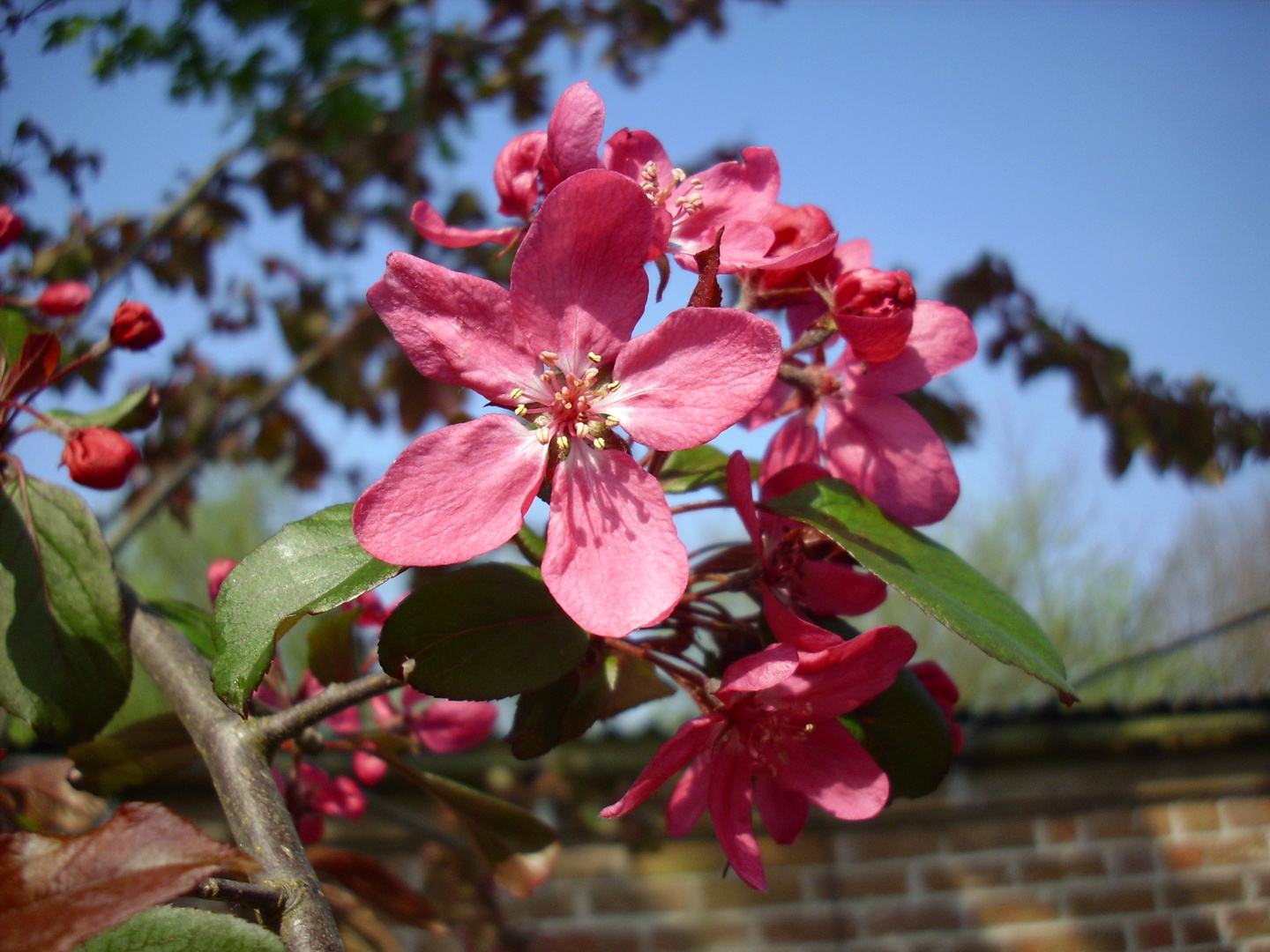 Zierapfel im Frühling