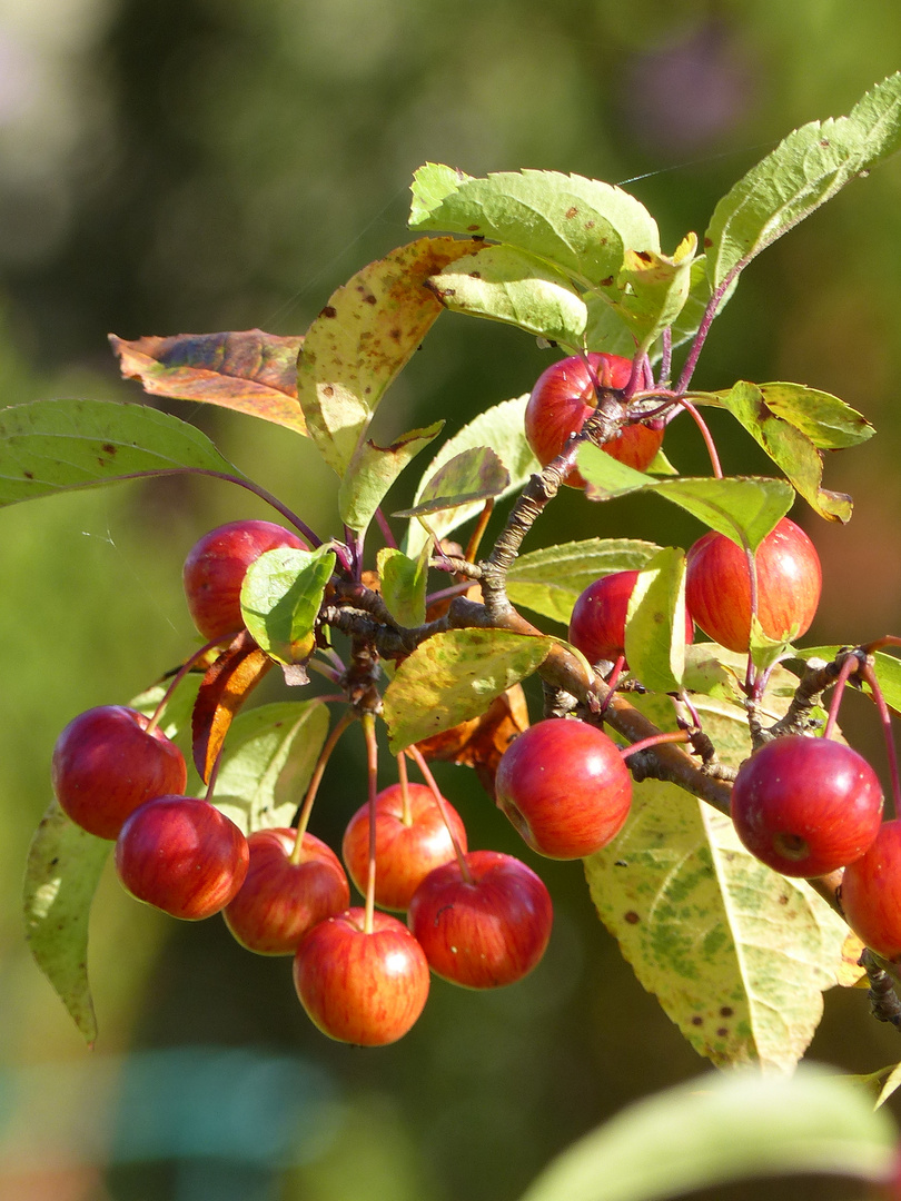 Zierapfel im Herbst