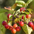 Zierapfel im Herbst