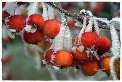 Zierapfel im Winter