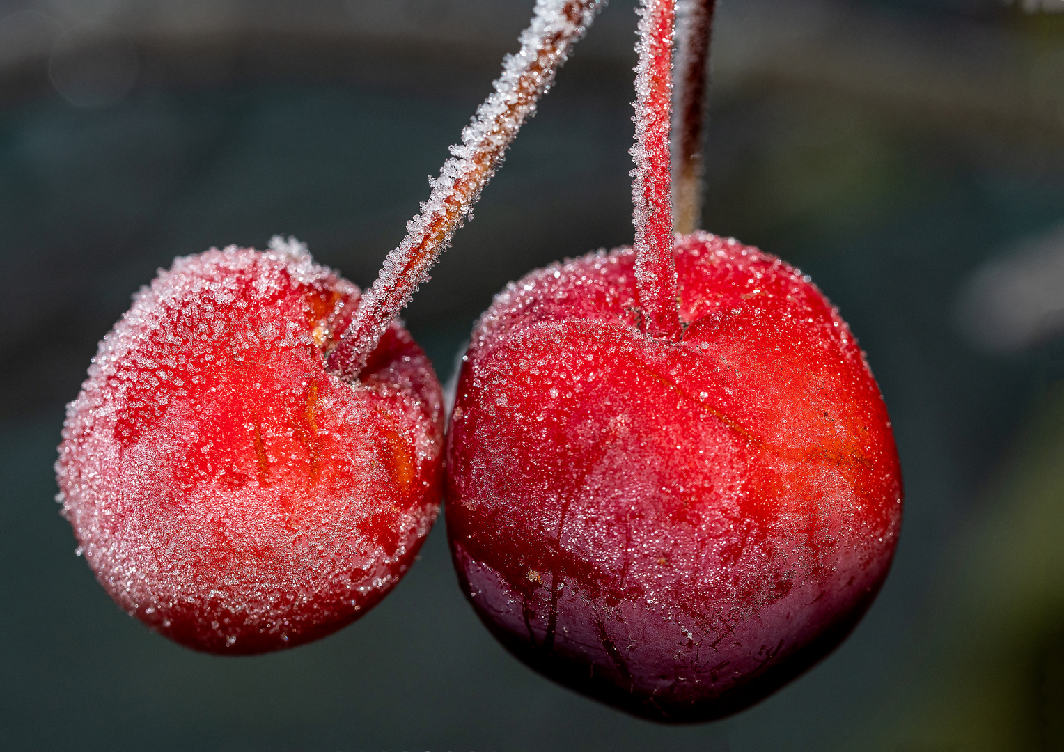 Zierapfel im Winter