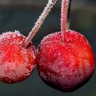 Zierapfel im Winter