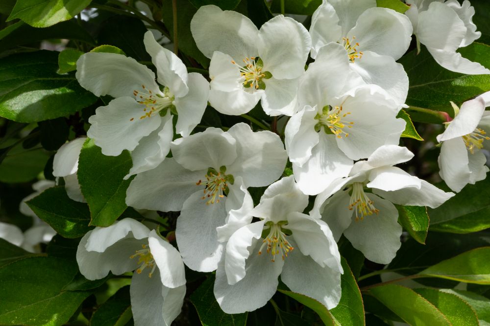 Zierapfel in Blüte