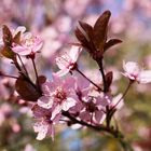 Zierapfel in voller Blüte