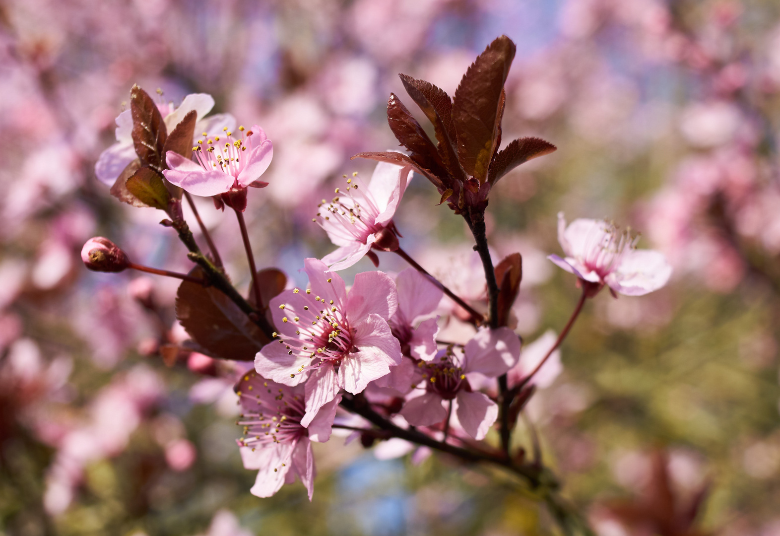 Zierapfel in voller Blüte