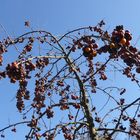 Zierapfel Malus Hybride 'Butterball'