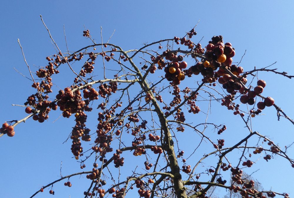 Zierapfel Malus Hybride 'Butterball'