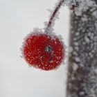 Zierapfel mit Raureif überzogen