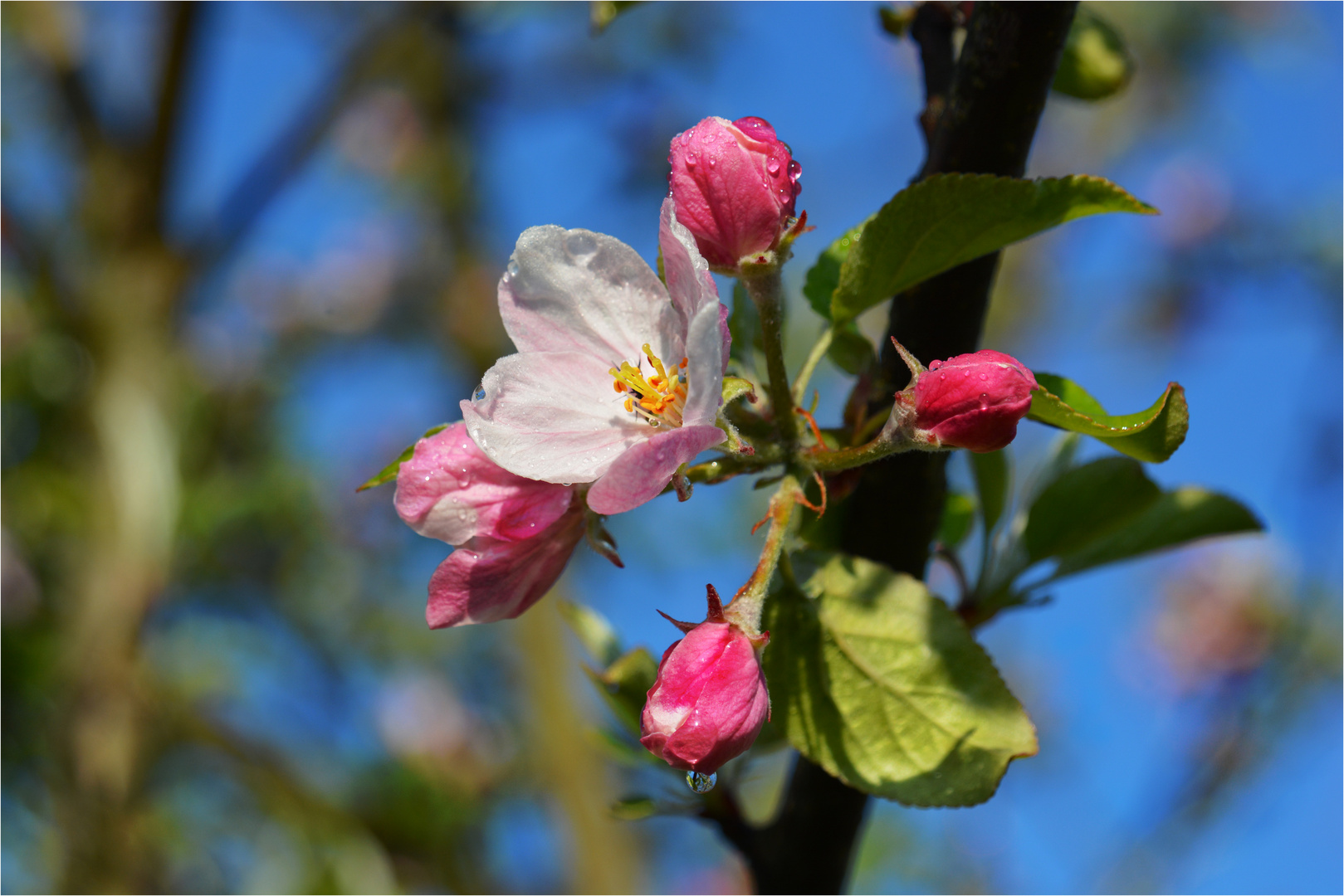 Zierapfel "Red Sentinel"