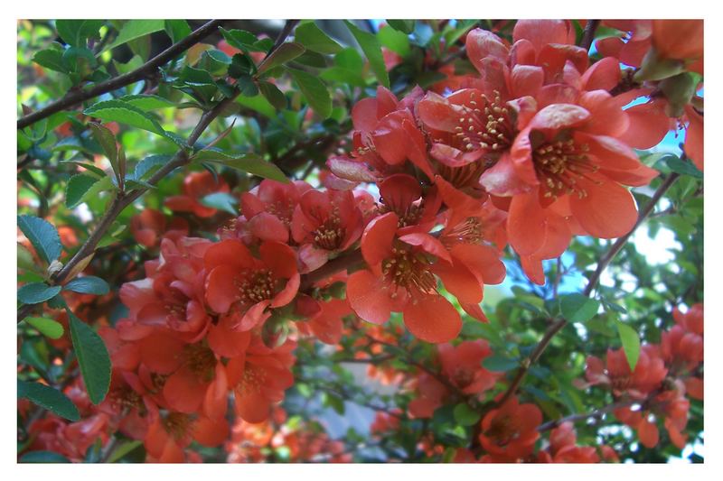 Zierapfel während der Blüte