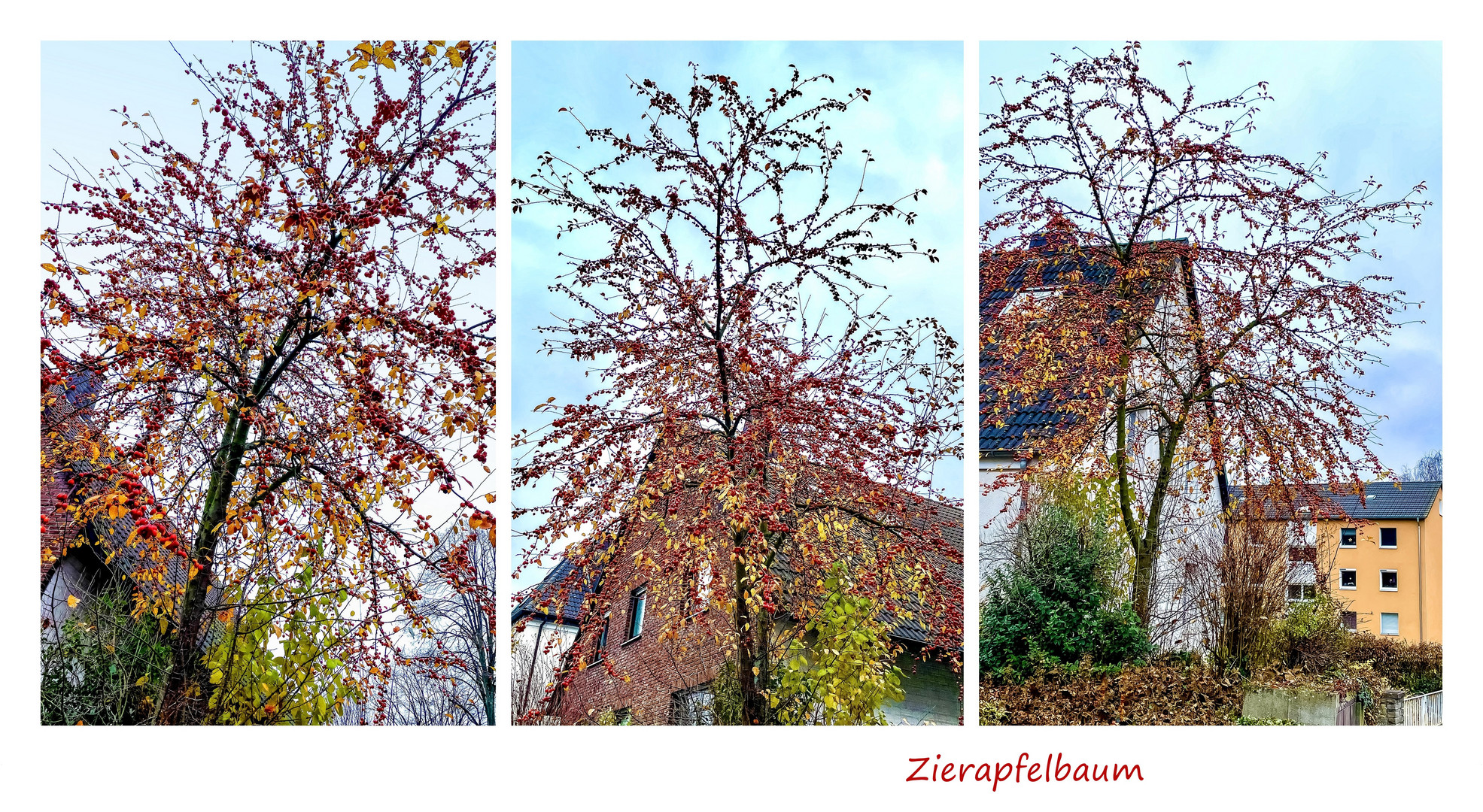 Zierapfelbaum