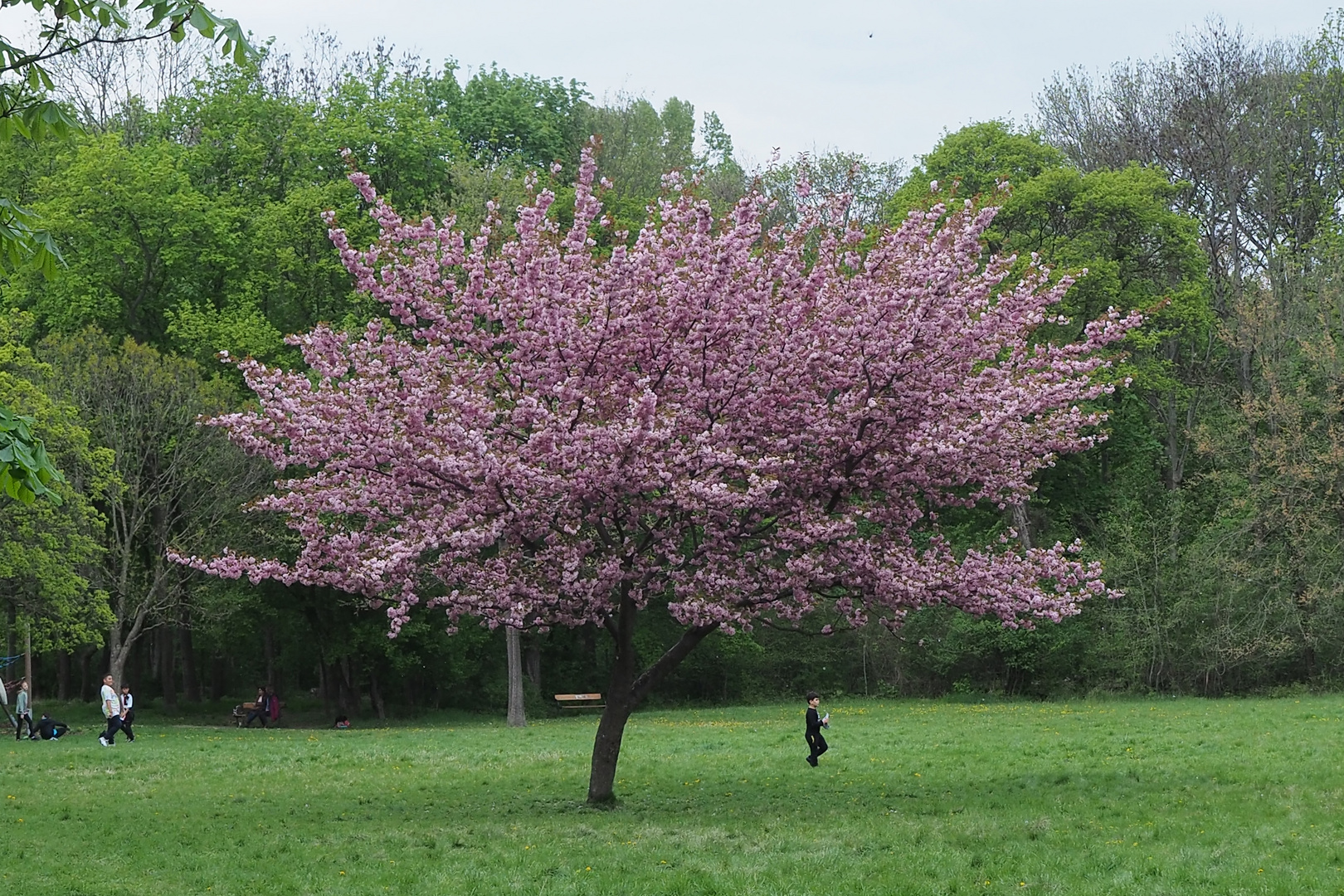 Zierapfelbaum im Prater