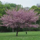 Zierapfelbaum im Prater