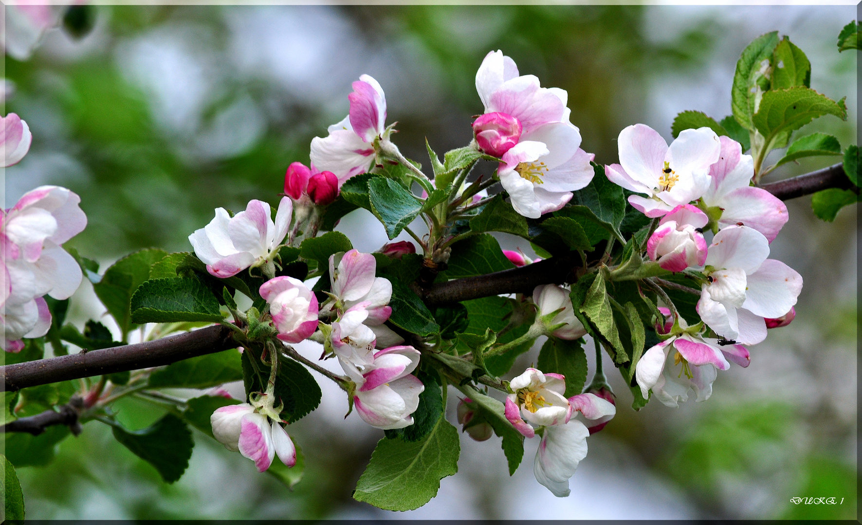 Zierapfelblüte !