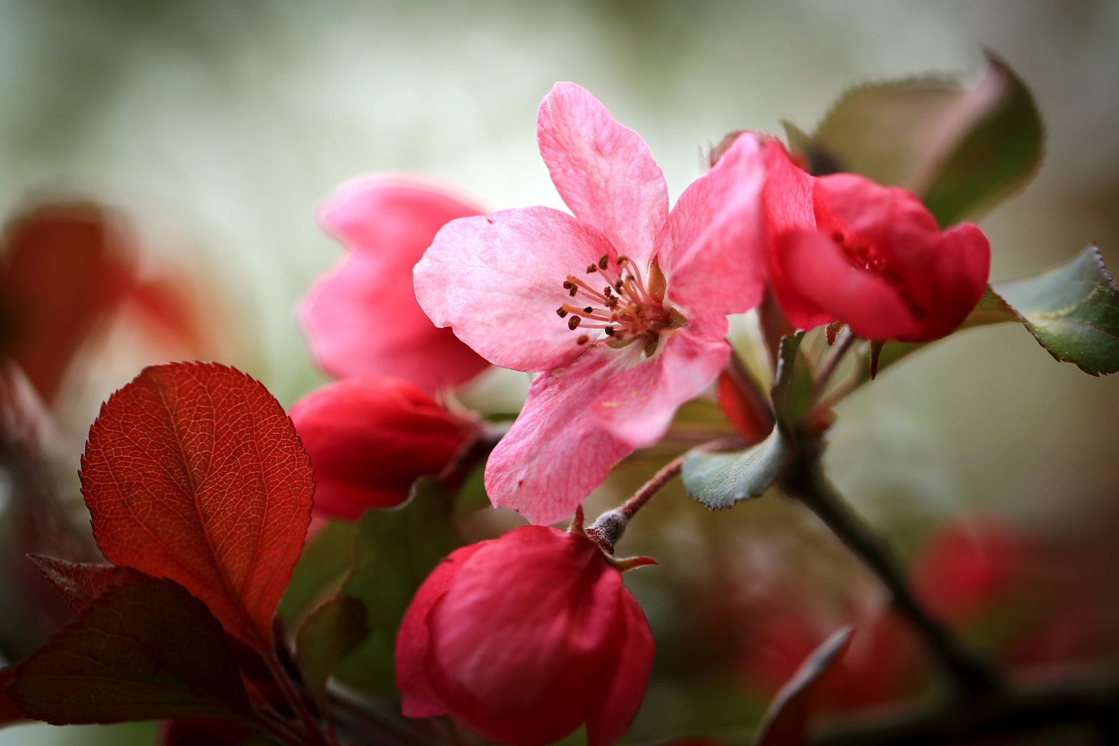 Zierapfelblüte