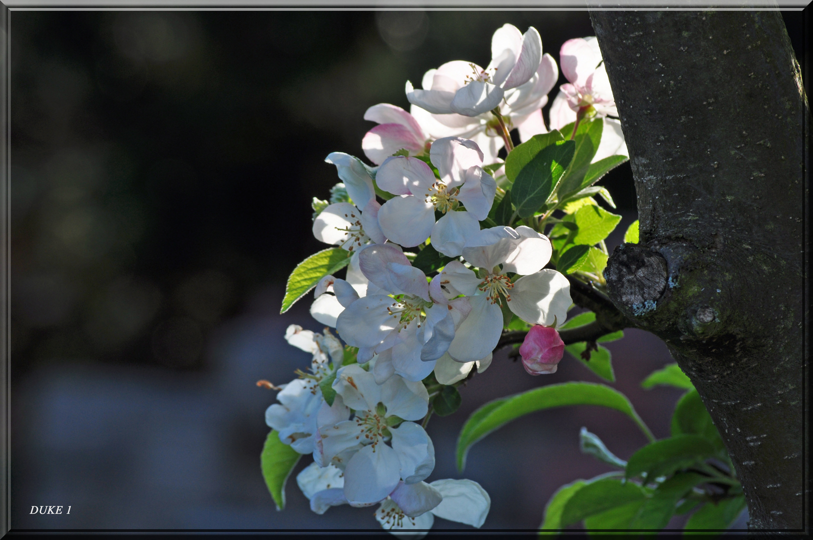 Zierapfelblüte .