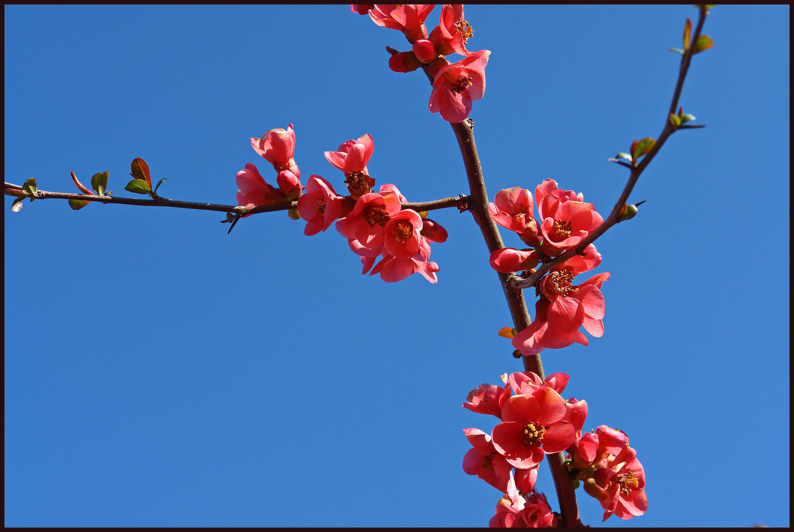 Zierapfelblüten