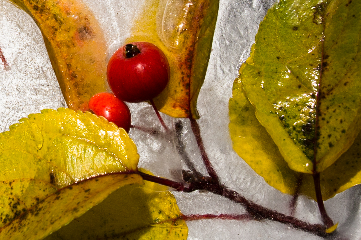 Zierapfel_Herbstimpression 