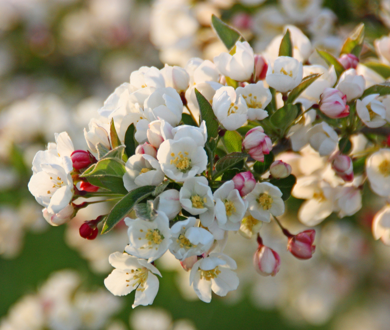 Zierapfelzweig in der Blüte