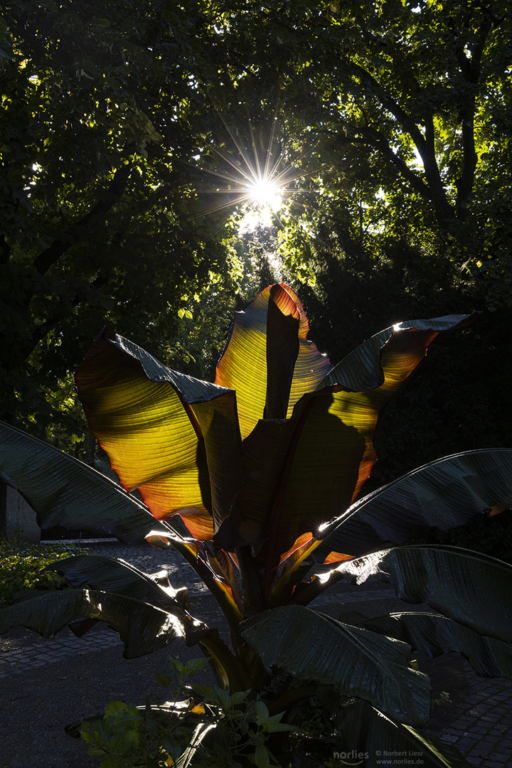 Zierbanane im Gegenlicht