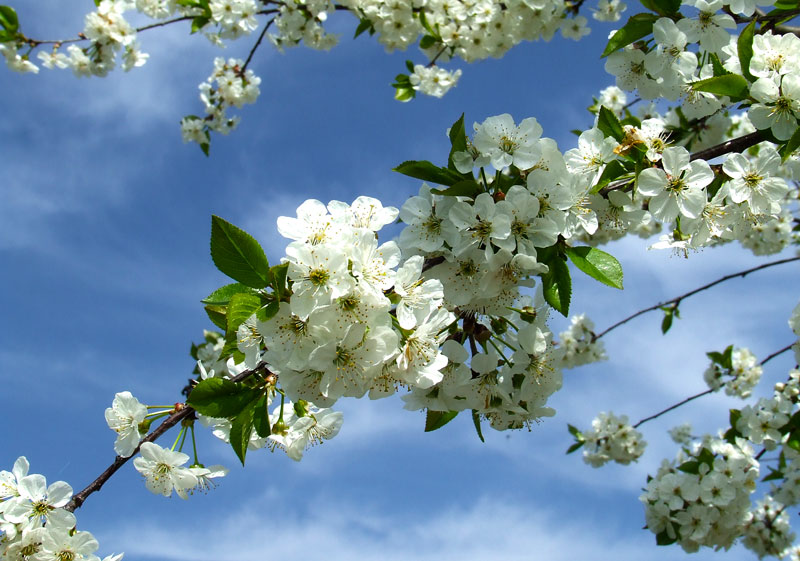 Zierbirne in voller Blüte